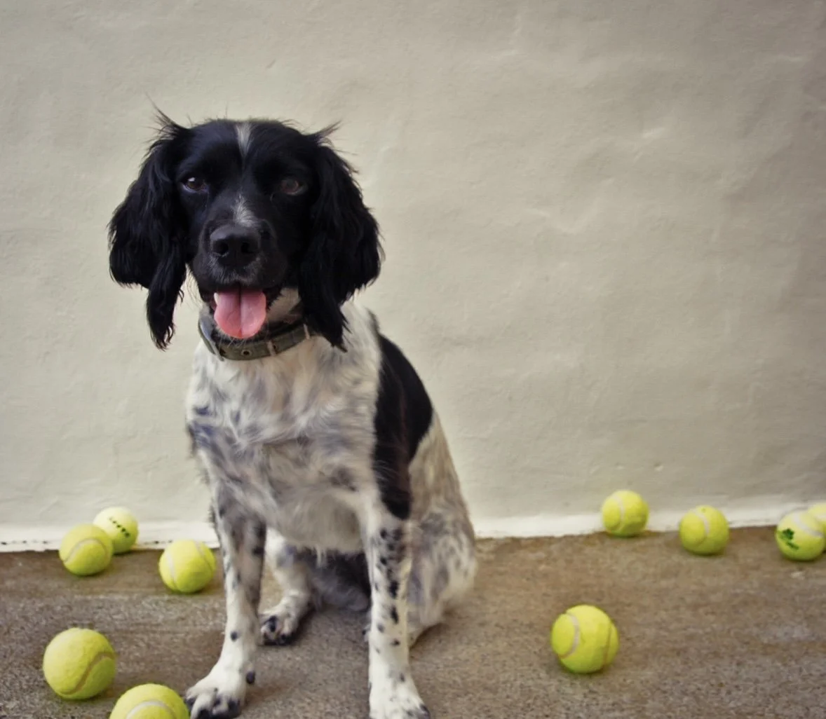 A black and white dog with floppy ears sitting on a brown carpet, surrounded by yellow tennis balls, in front of a plain beige wall.