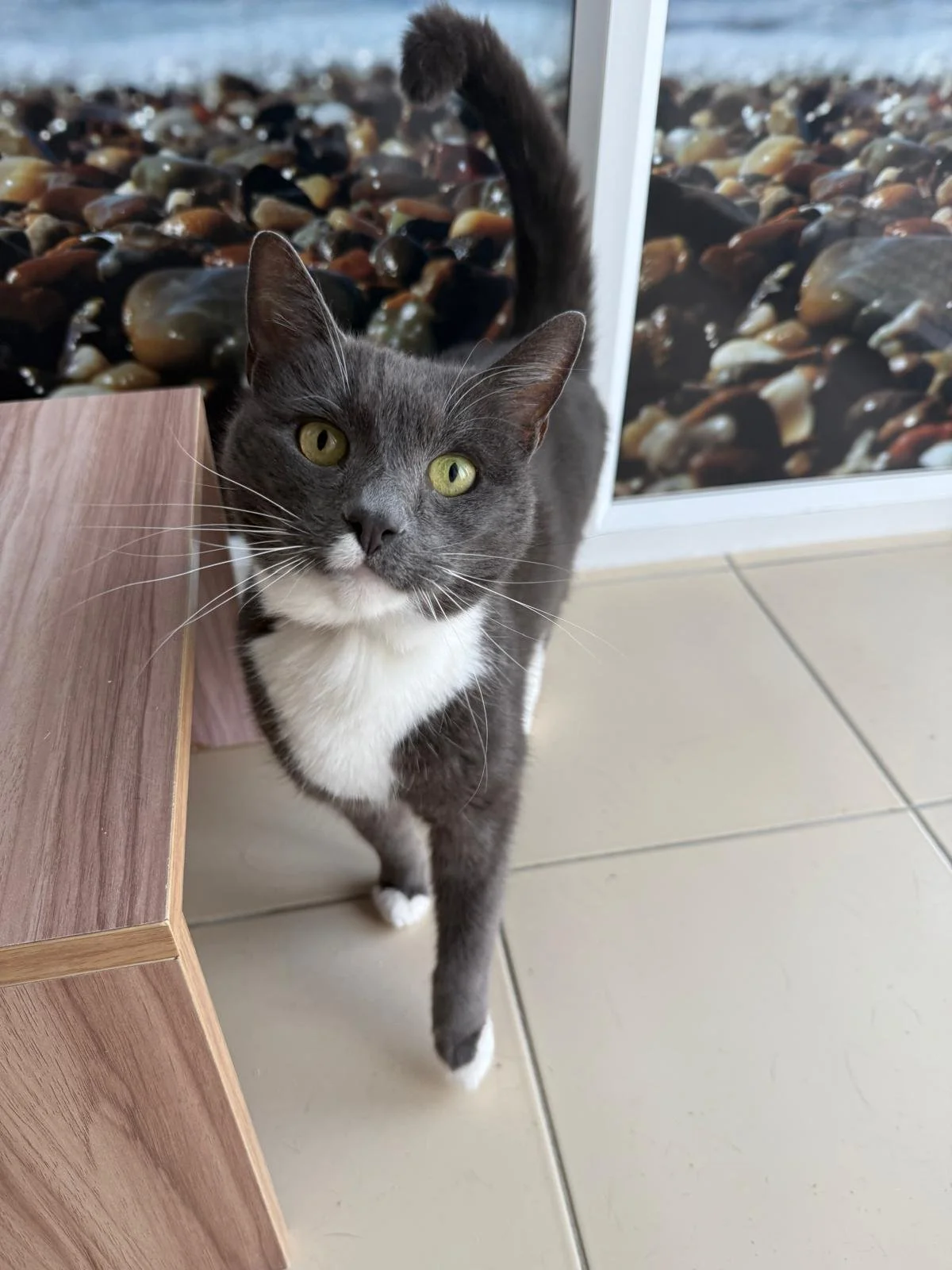 A gray and white cat with green eyes standing near a wooden table in a room with tiled floor and a window showing stones outside.