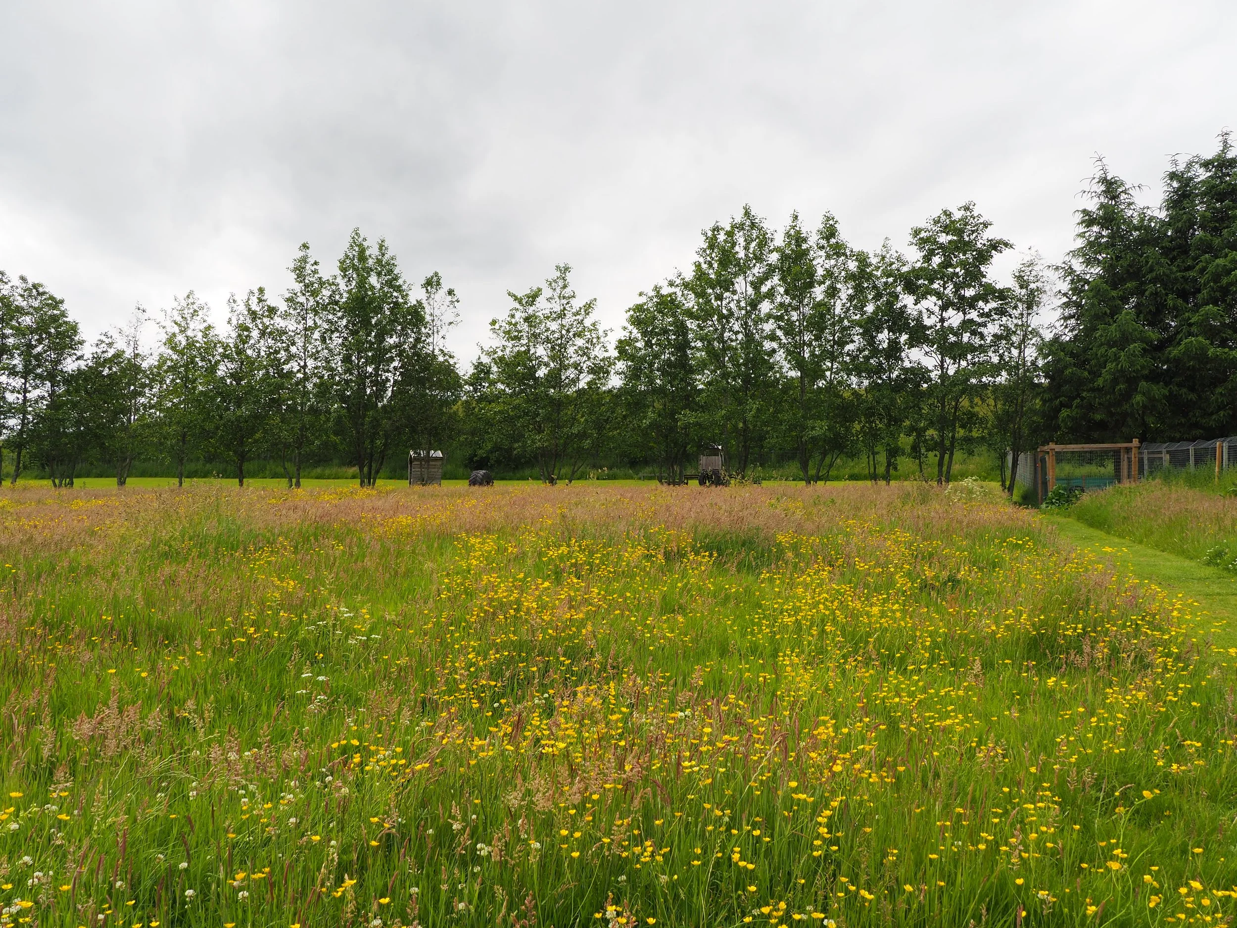 A farm field with wildflowers, trees along the horizon, and a cloudy sky overhead.