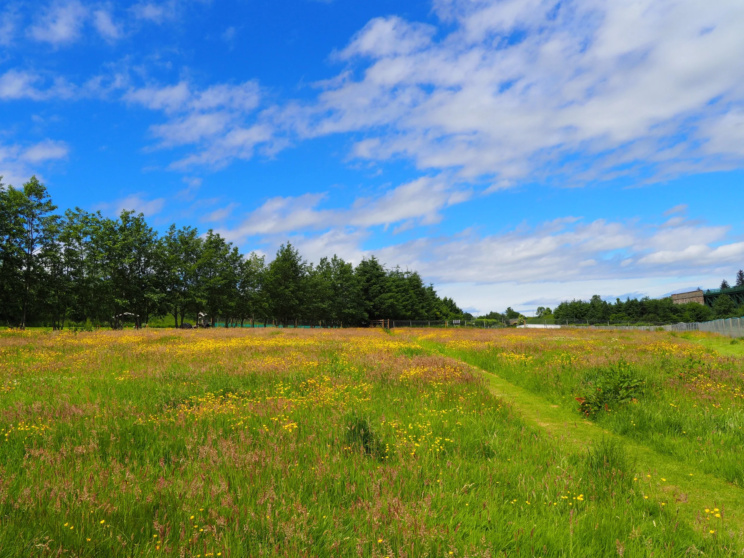 A landscape with a blue sky filled with scattered white clouds, a line of trees in the foreground, and a grassy field with yellow flowers.