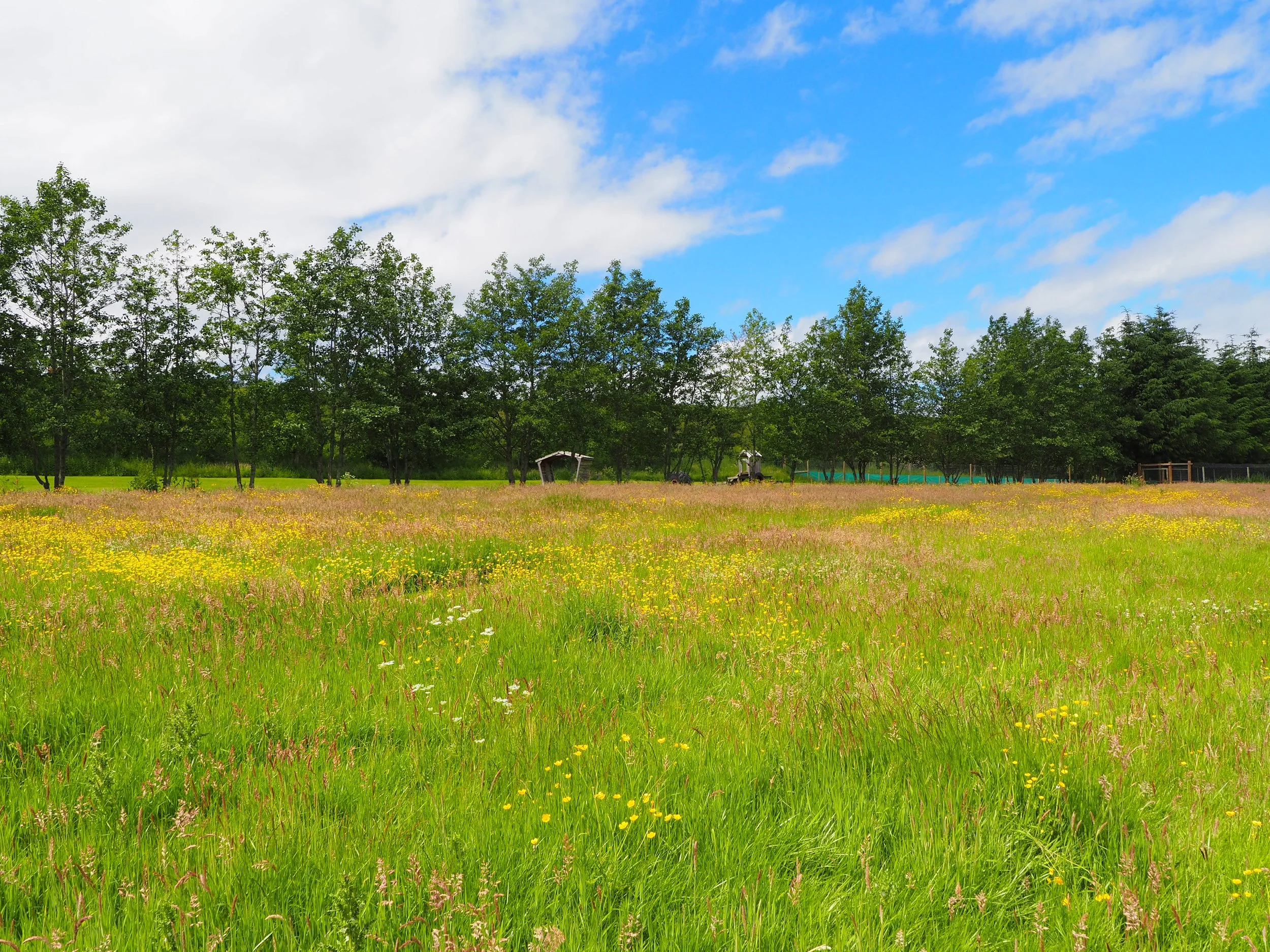 A scenic landscape with a green grassy field filled with yellow and purple wildflowers, a line of green trees in the background, and a partly cloudy blue sky overhead.