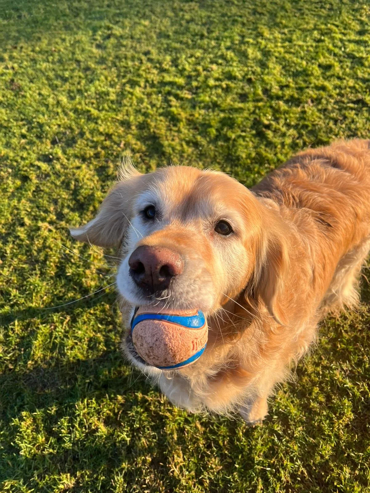 Golden retriever dog holding a blue and orange ball in its mouth on a grassy field during sunset.