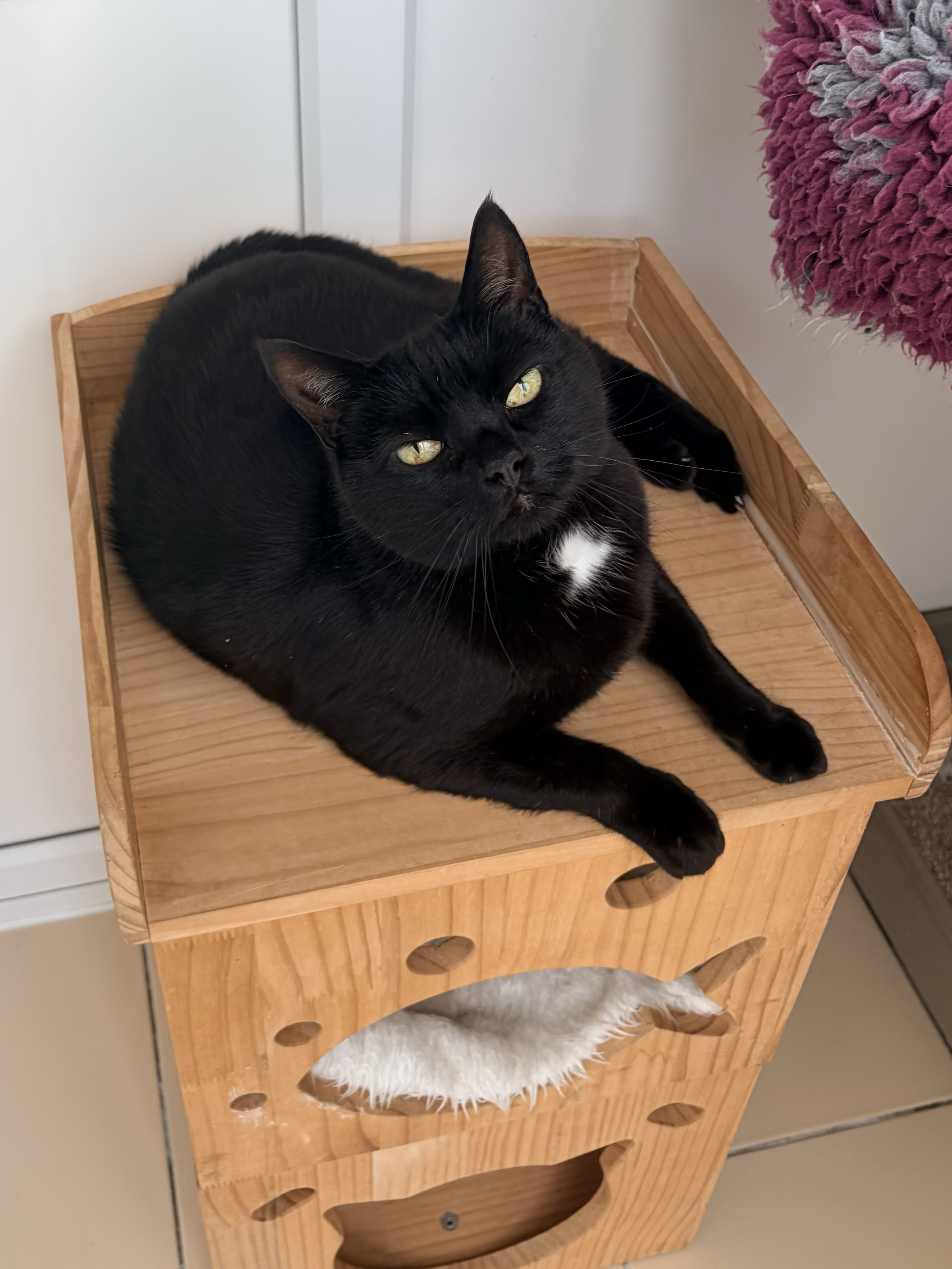 A black cat with a small white patch on its chest lies curled up on a wooden cat tree, looking at the camera.