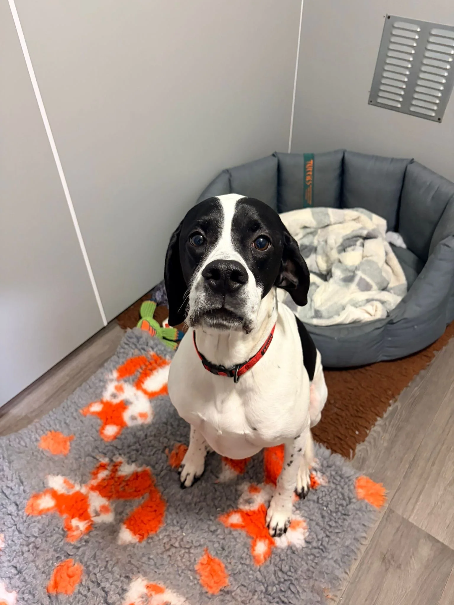 Black and white dog with a red collar sitting on a gray and orange patterned rug in a room with gray walls and a dog bed in the corner.