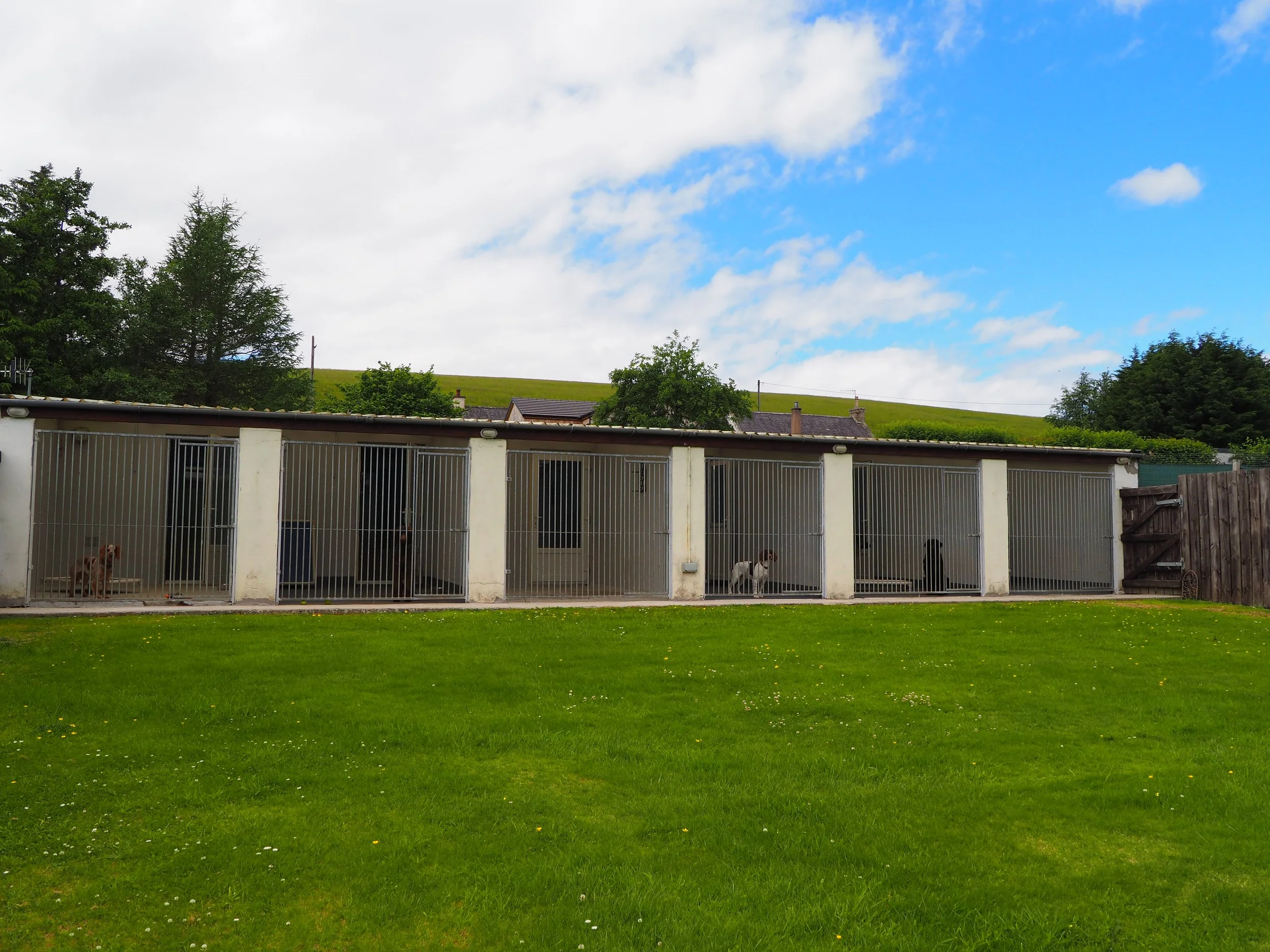 A fenced outdoor area with dogs inside, surrounded by greenery, trees, and houses with a blue sky and clouds overhead.
