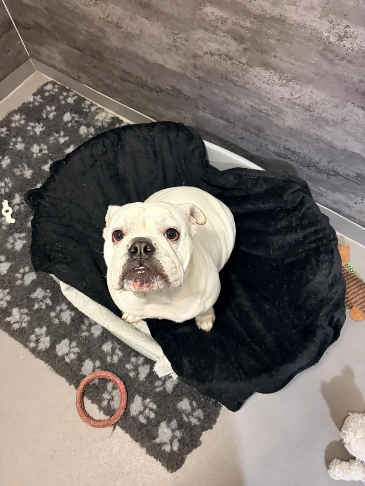 A white bulldog sitting on a black blanket inside a dog bed. The bed is on a gray and black paw print patterned rug, next to a textured gray wall. There is a pink circular toy on the rug and a small brown plush toy partially visible on the bed.