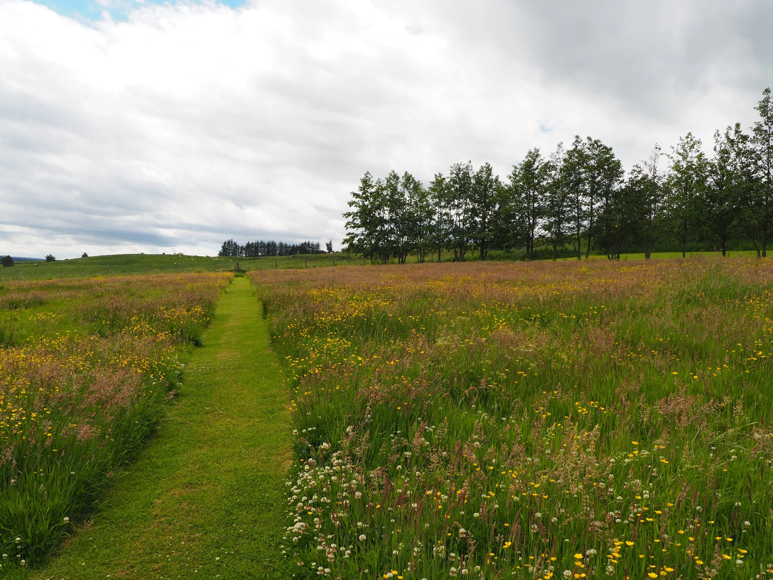 A scenic rural landscape with a narrow green grass pathway running through a field of wildflowers, trees in the distance, and a cloudy sky above.