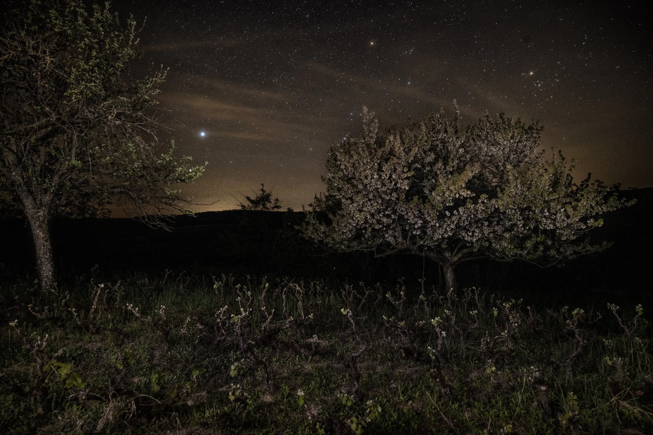 Nighttime scene with trees and a star-filled sky, including visible constellations and planets.