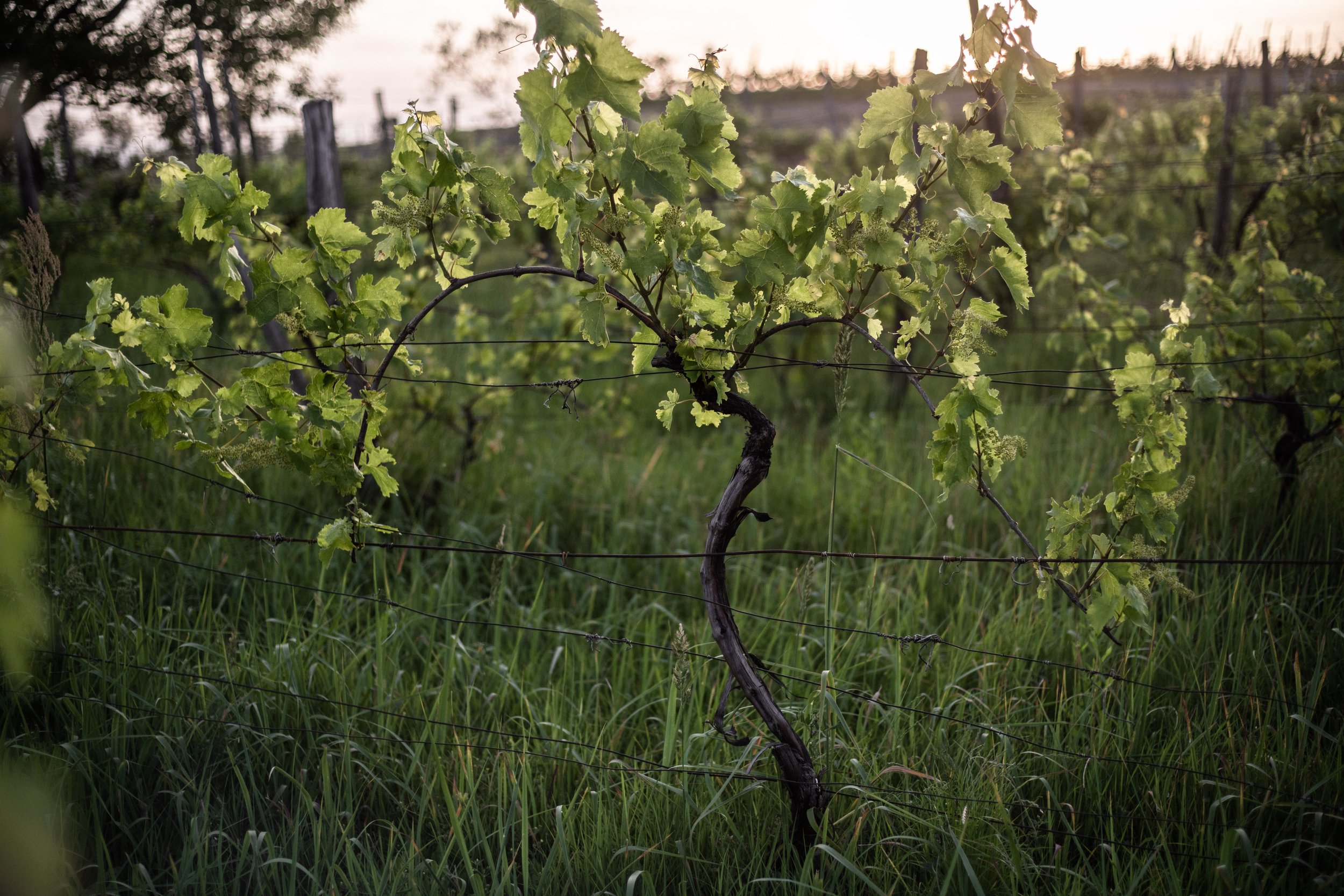 Blaufrankisch vine old vine as pruned of organic principles