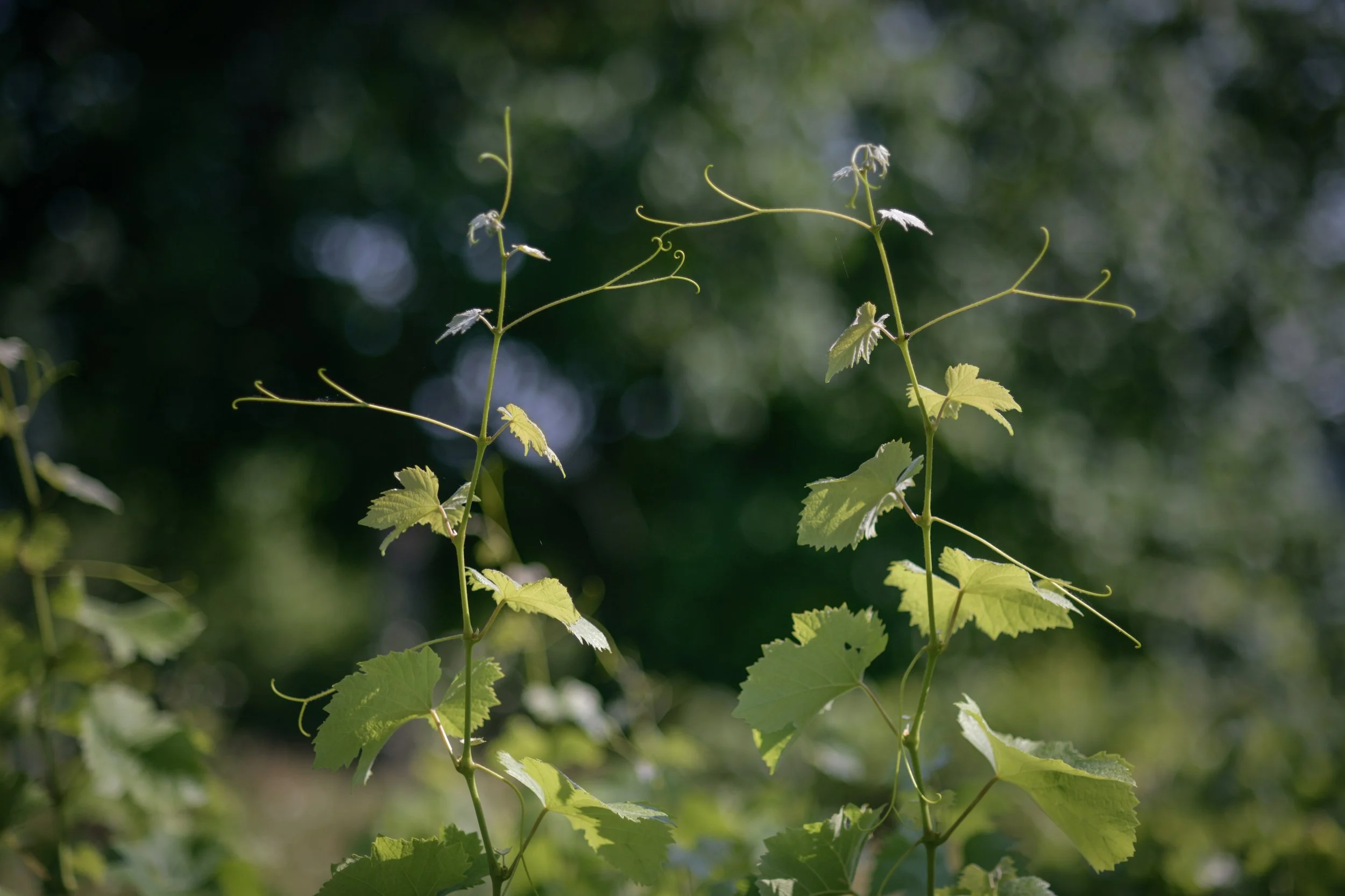Close-up of vine leaves and tendrils against a blurred green background.