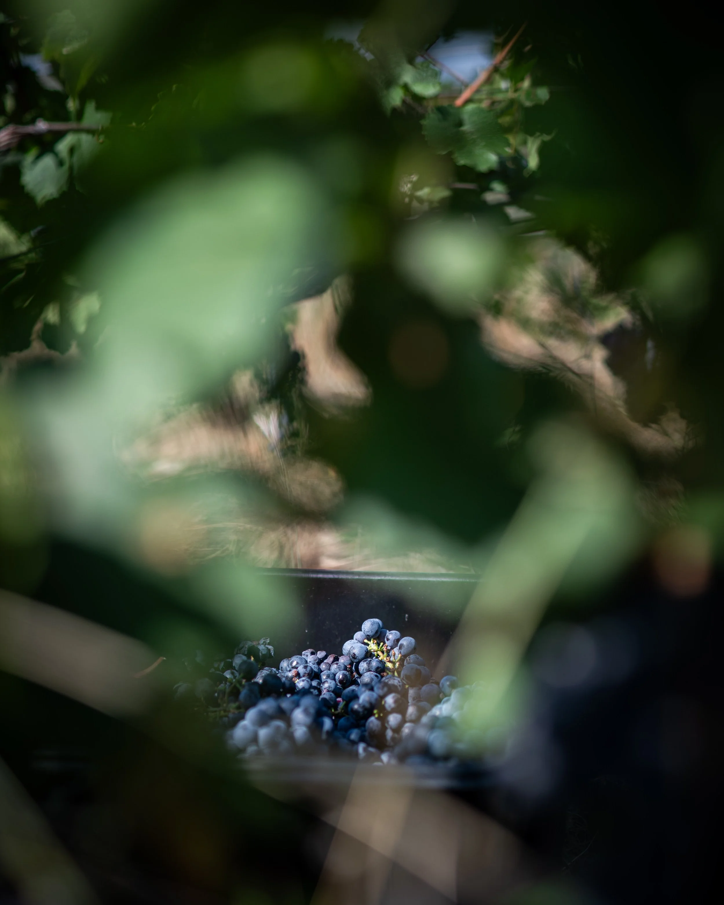 A cluster of dark purple grapes on a vineyard vine, surrounded by green leaves.