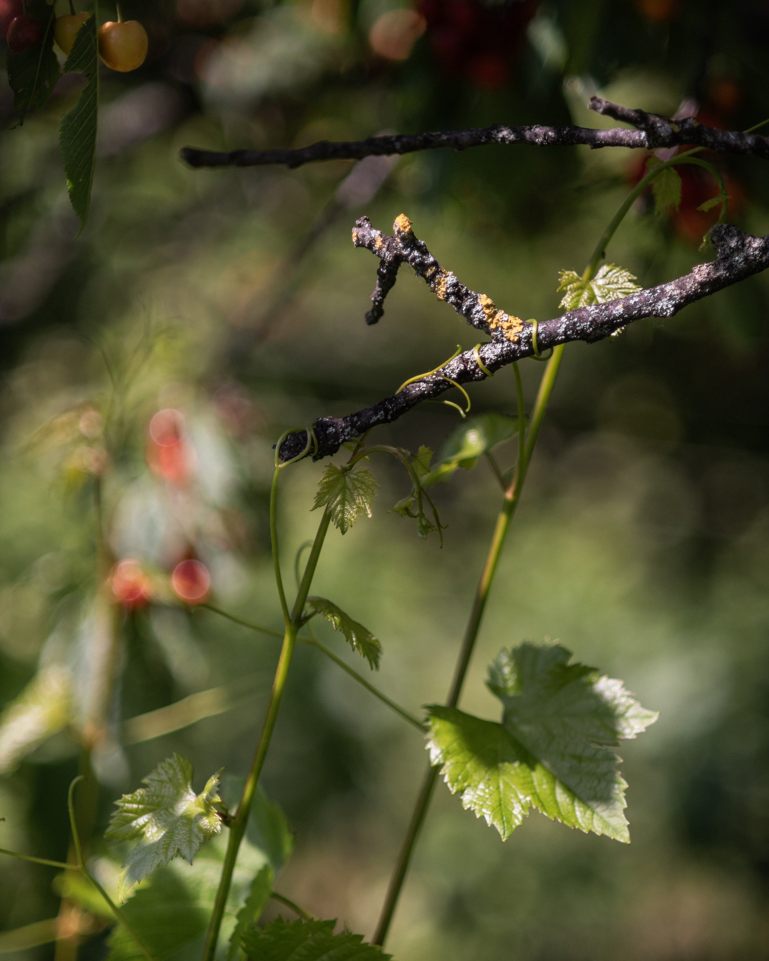 Close-up view of a vine with green leaves and lichen-covered branches, with sunlight filtering through the background.