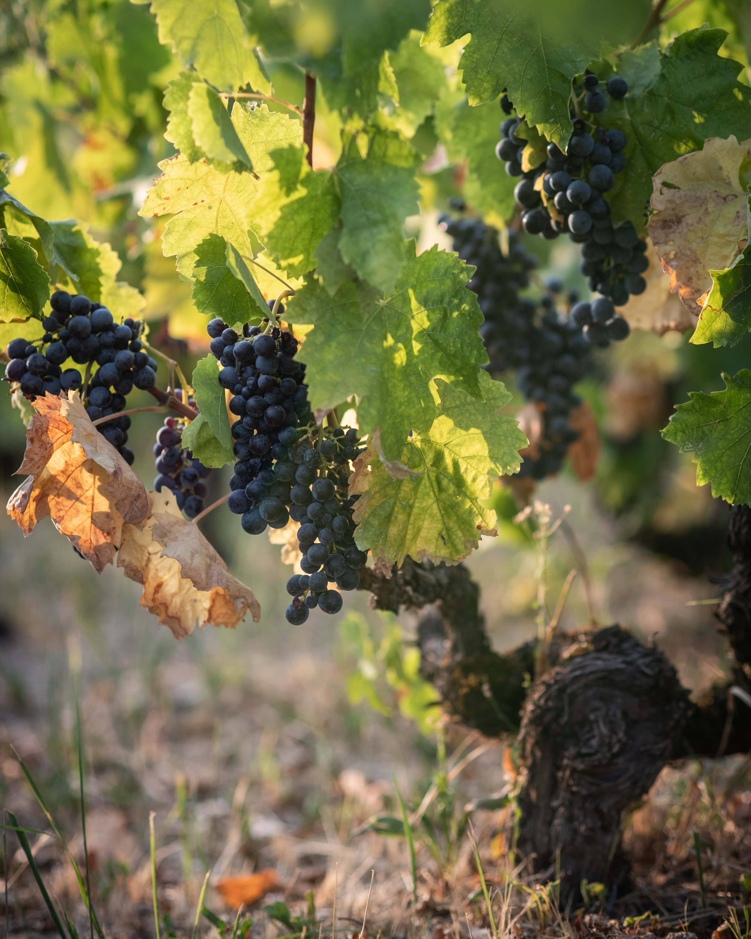 Close-up of a grapevine with bunches of dark grapes hanging among green leaves, some of which are turning yellow and brown, in a vineyard during late summer or early fall.