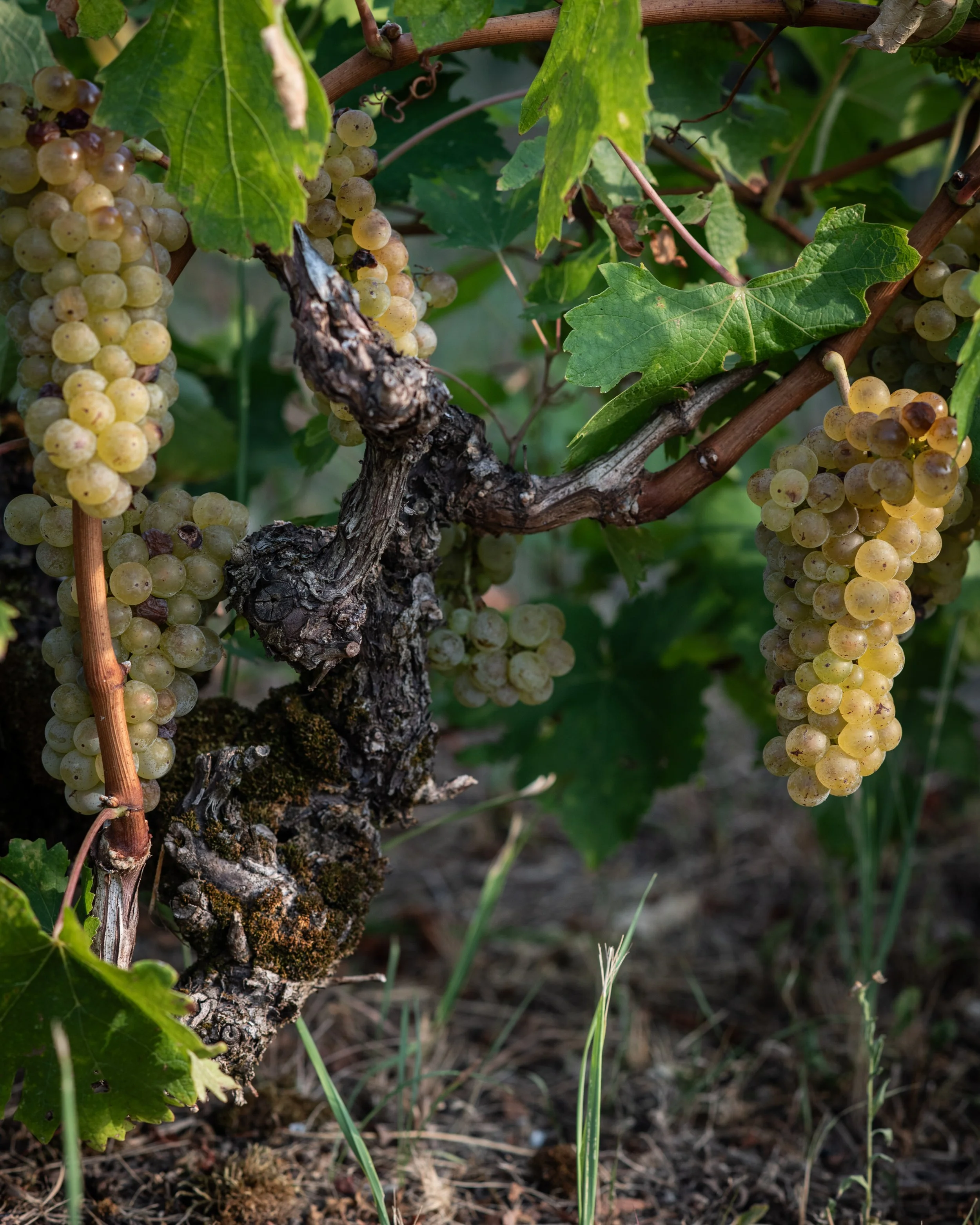 Close-up of a grapevine showing clusters of ripe grapes, green leaves, and textured trunk with moss in a vineyard.