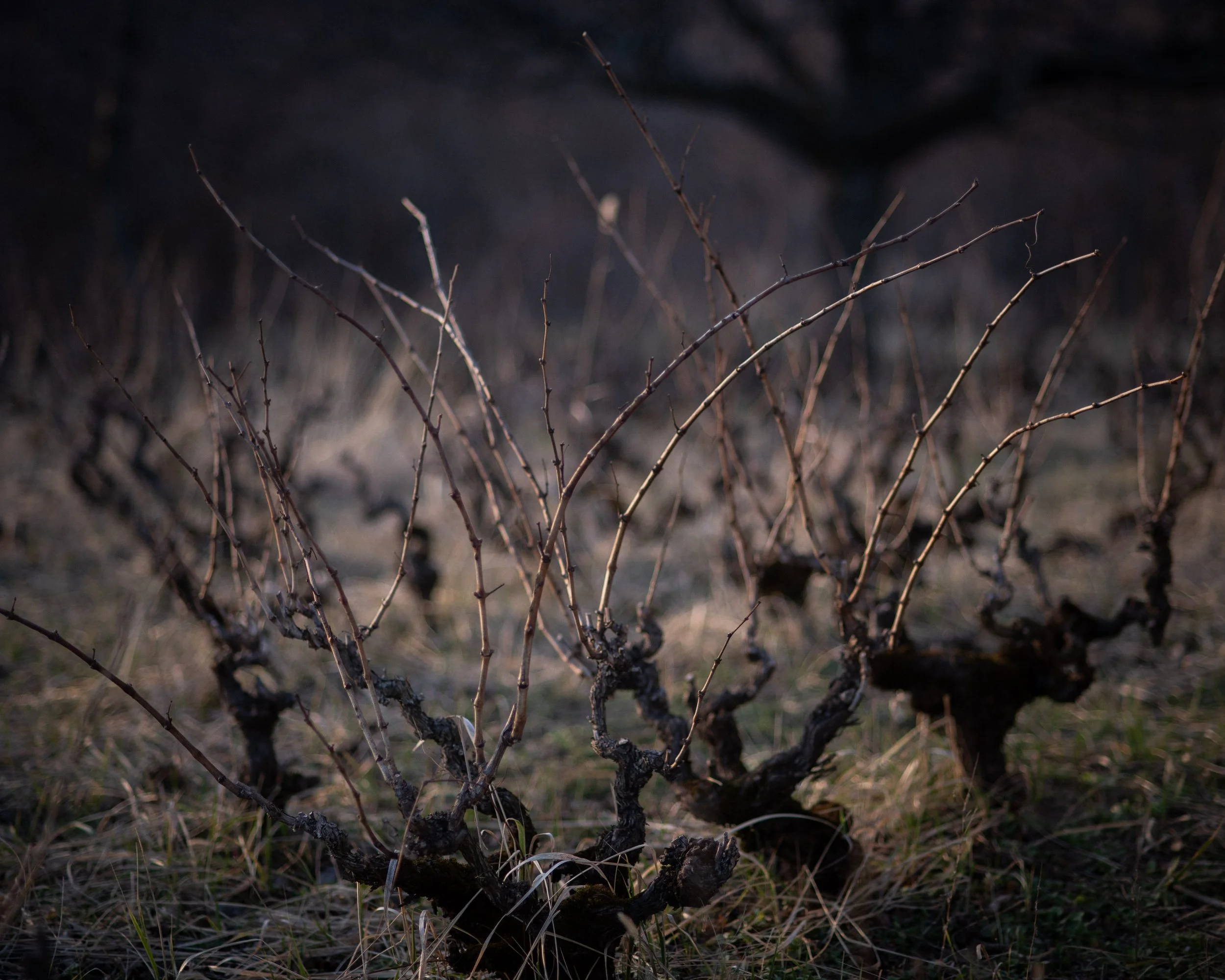 very old plot kadarka more than 100 years old before pruning