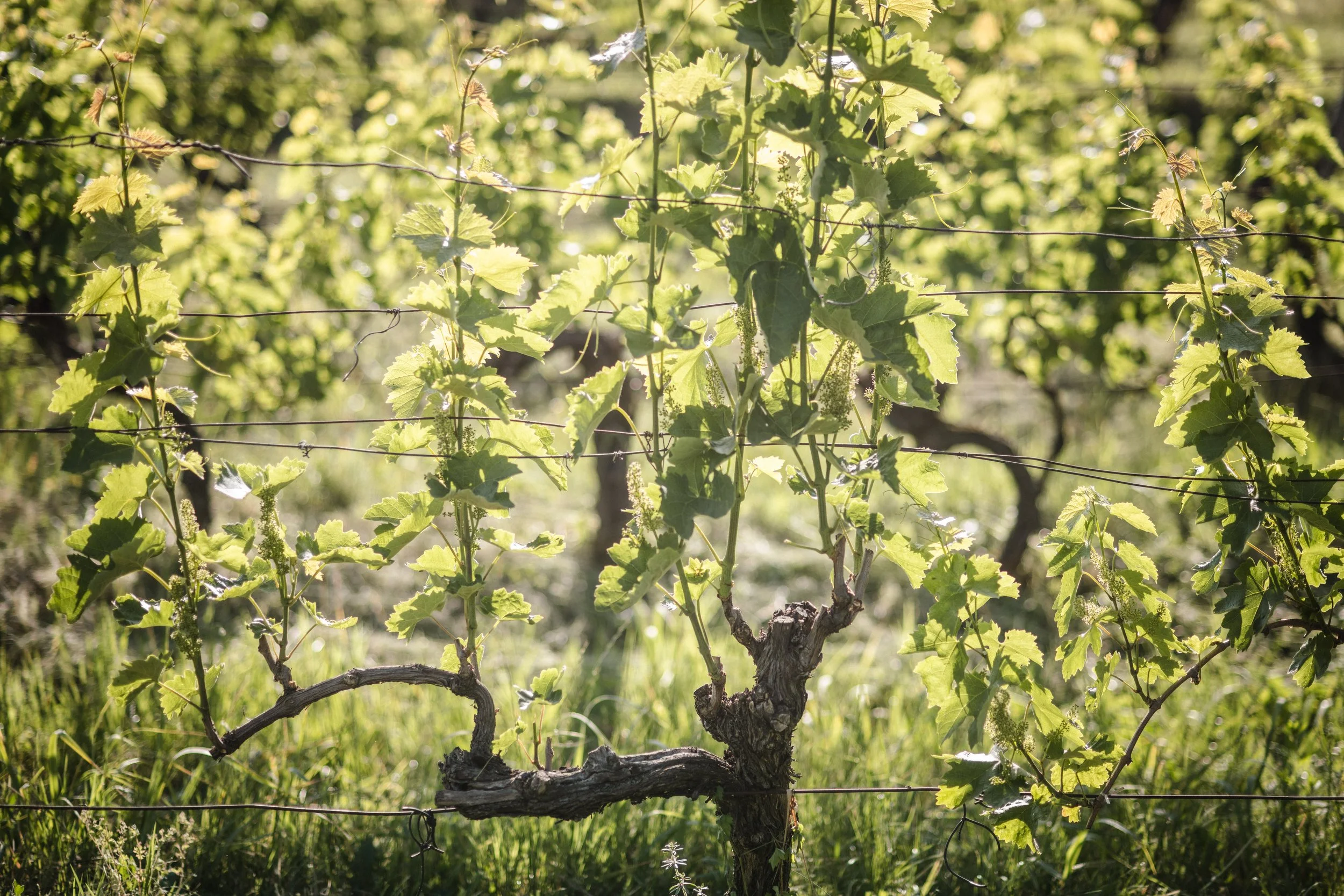 Kadarka vineyard planted 1967 in the vintage of 2025