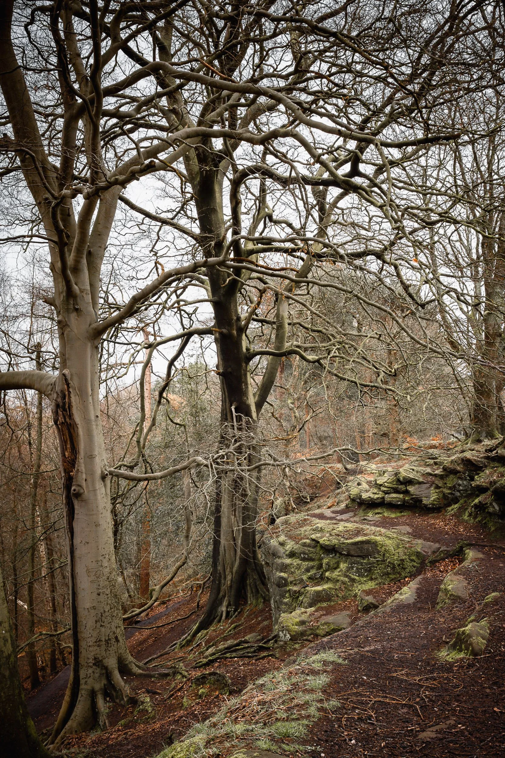The edge-4.jpg