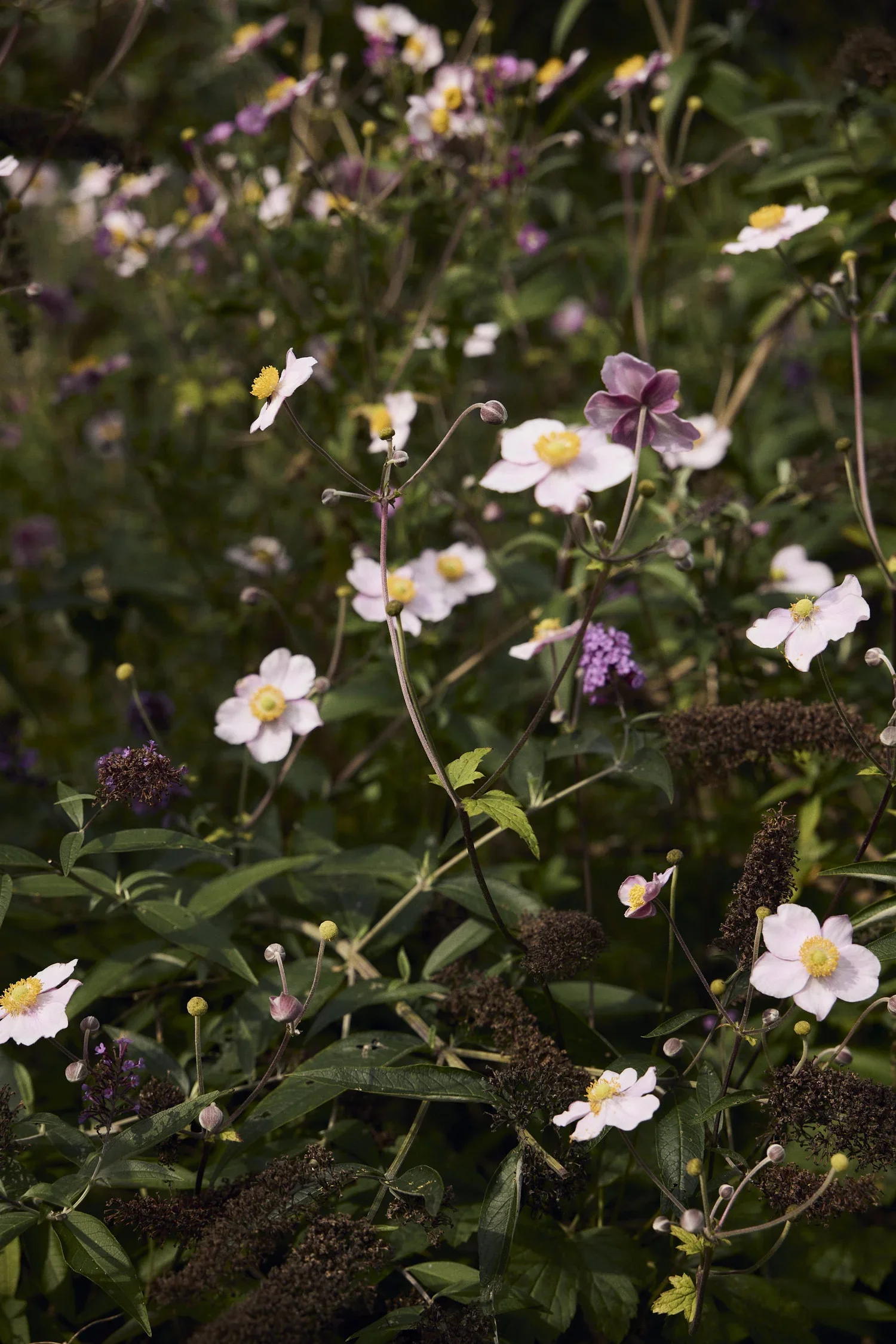 D_X2A2922.webp