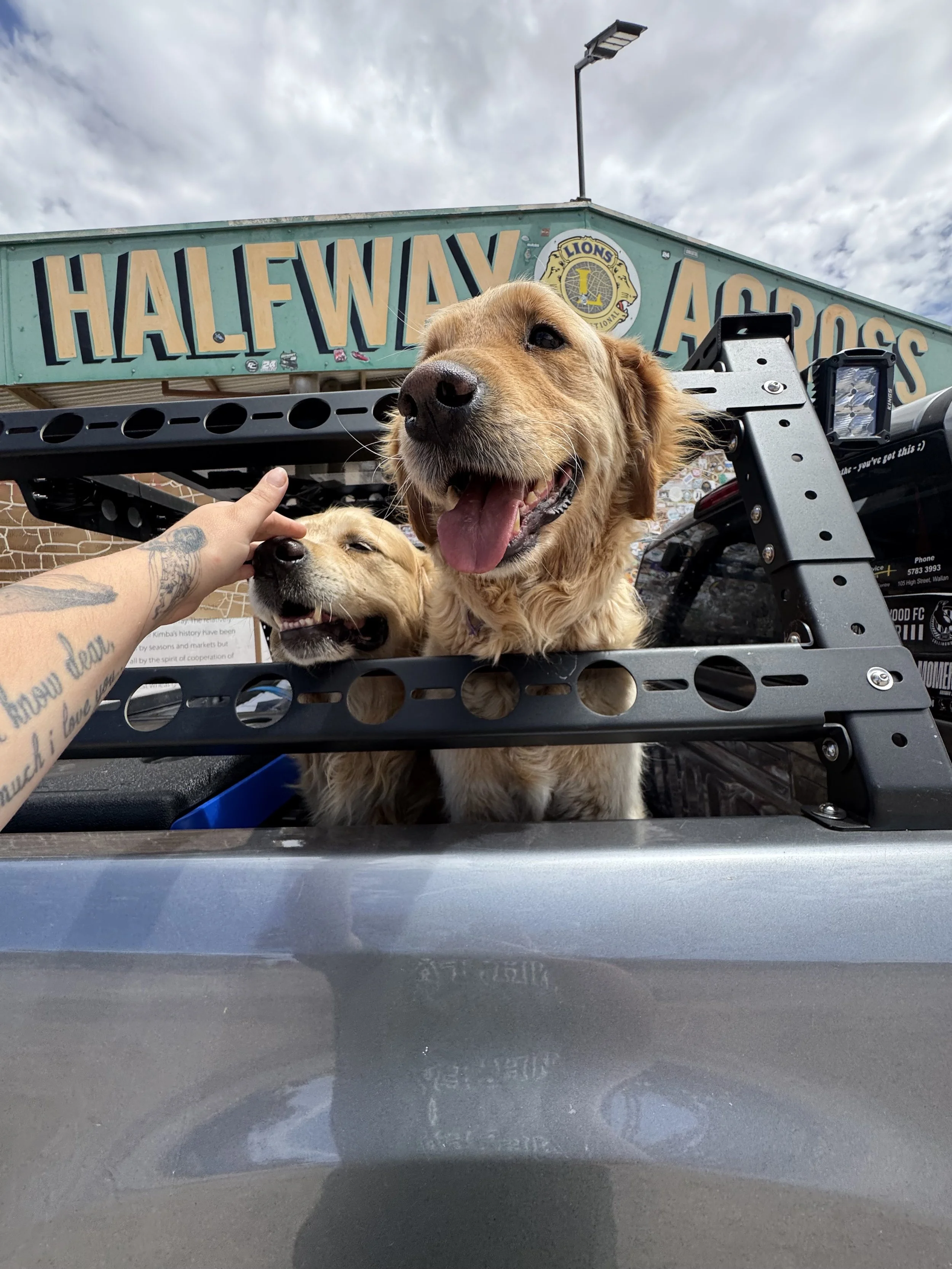 Two happy golden retriever dogs in the back of a pickup truck with a person petting one of them, superimposed on a background of a partly cloudy sky and a sign that reads 'Halfway Across'.