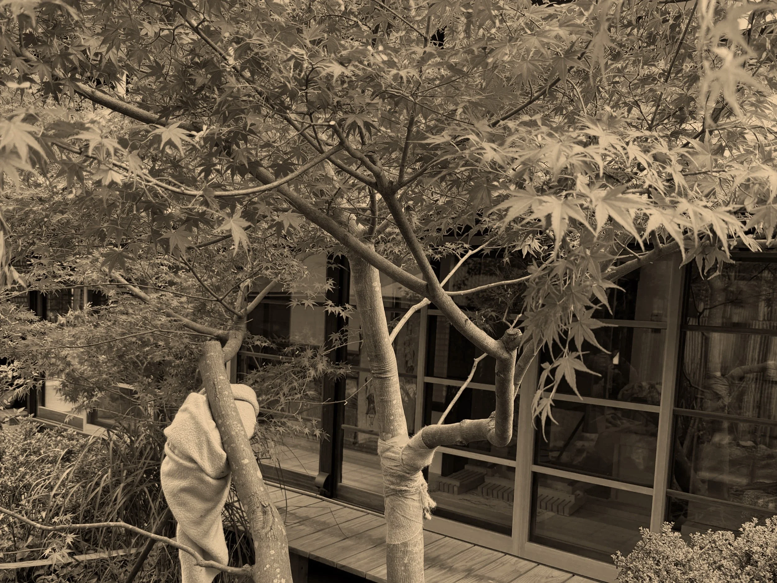 The Garden Creation