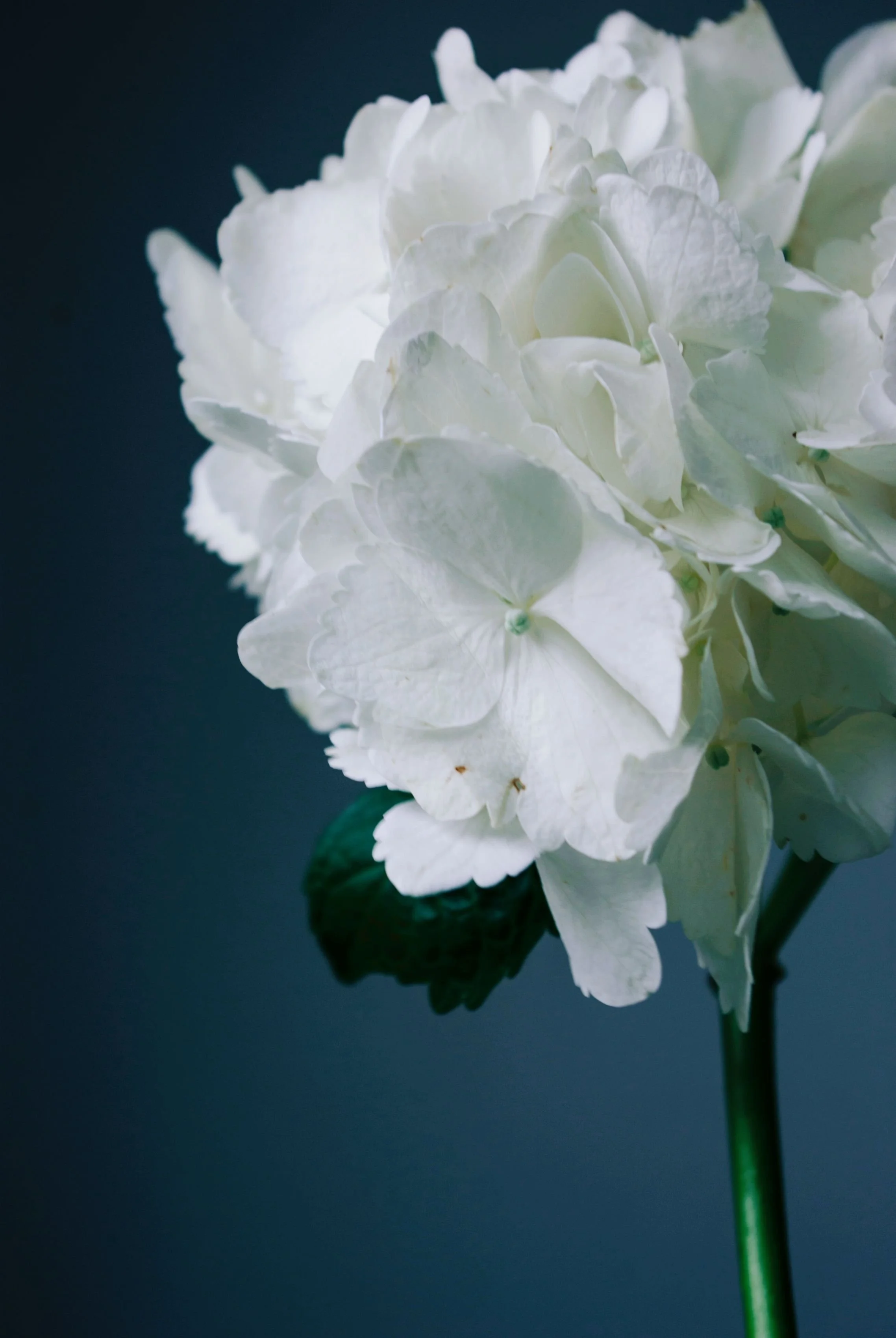 A close-up of white hydrangea flowers with green leaves against a dark background.