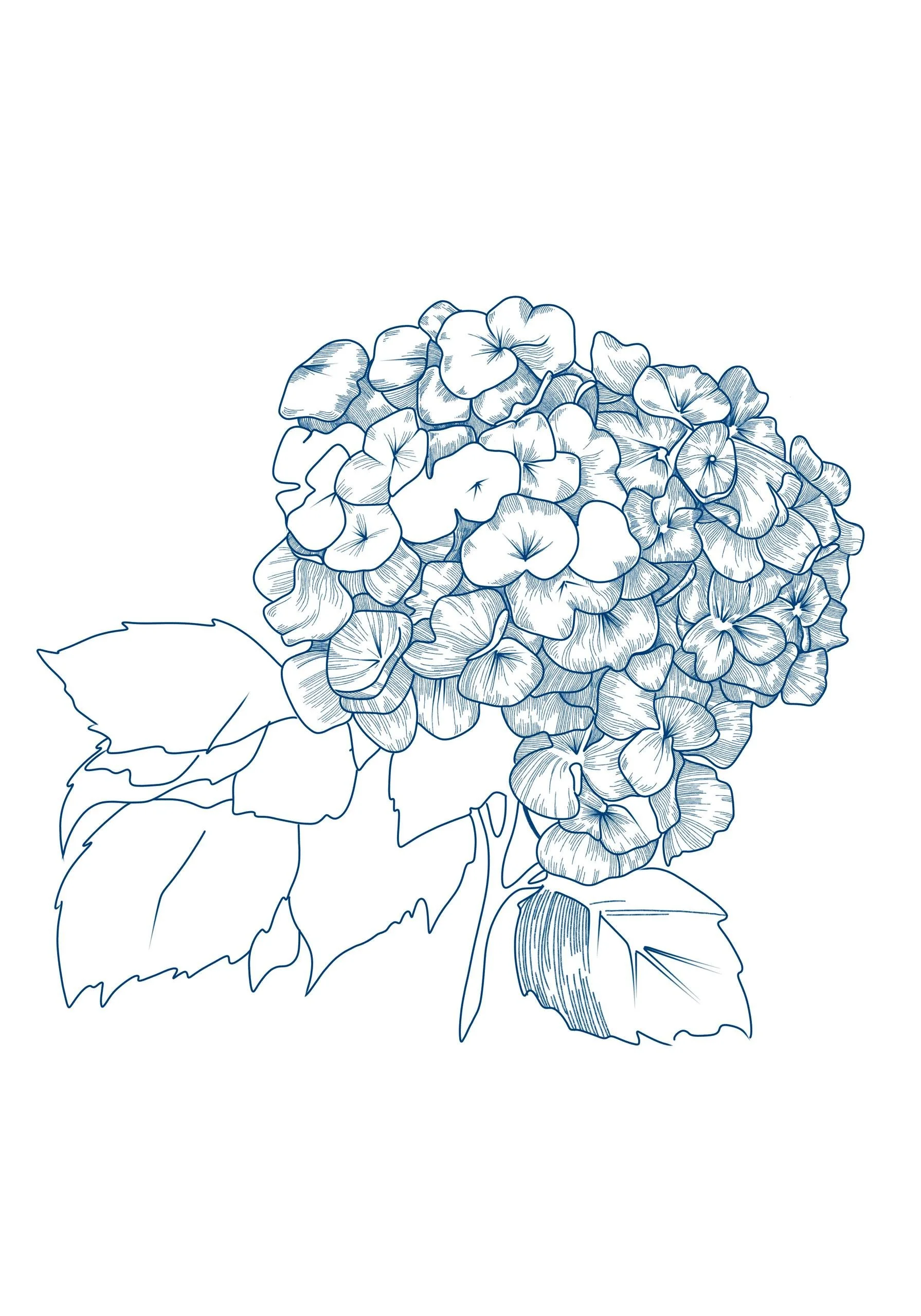 Outline drawing of a hydrangea flower with leaves.