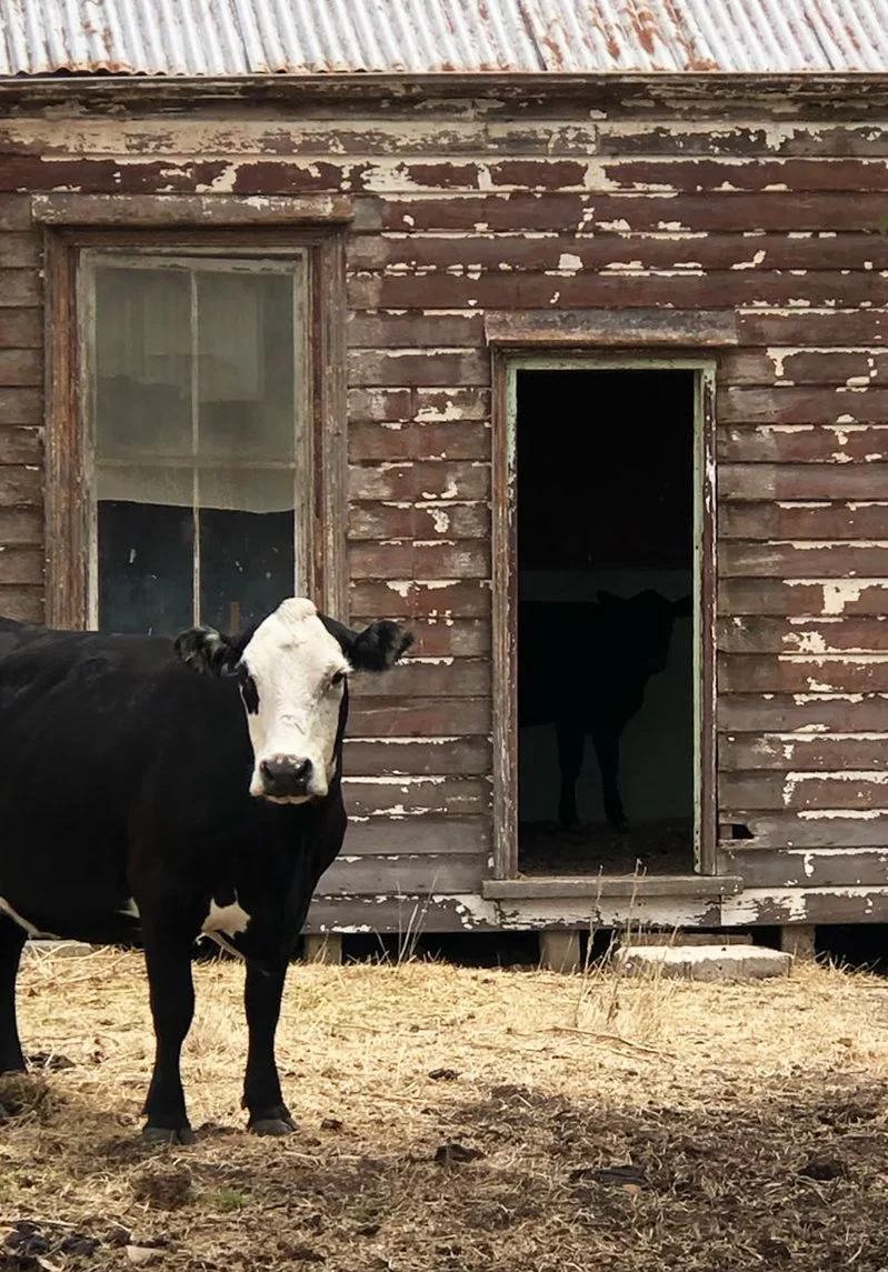 A black and white cow standing in front of an old weathered wooden barn with peeling paint. There is another dark-colored animal visible inside the barn through an open doorway.
