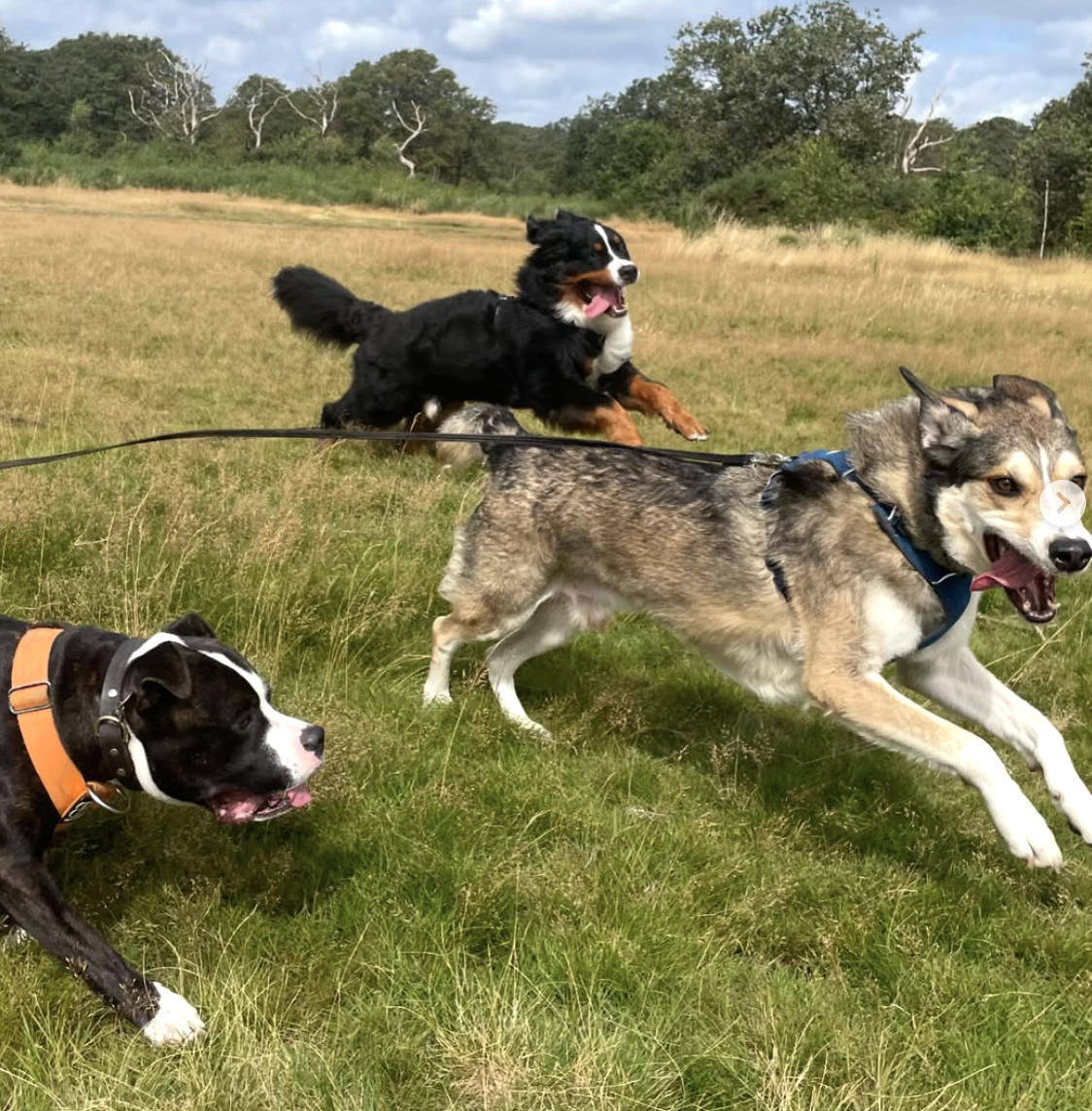 Dog Hikes