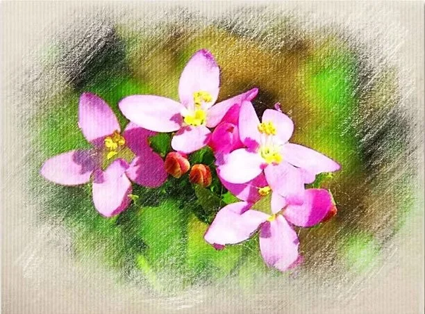 A watercolor painting of pink and white flowers with yellow centers and greenery in the background.