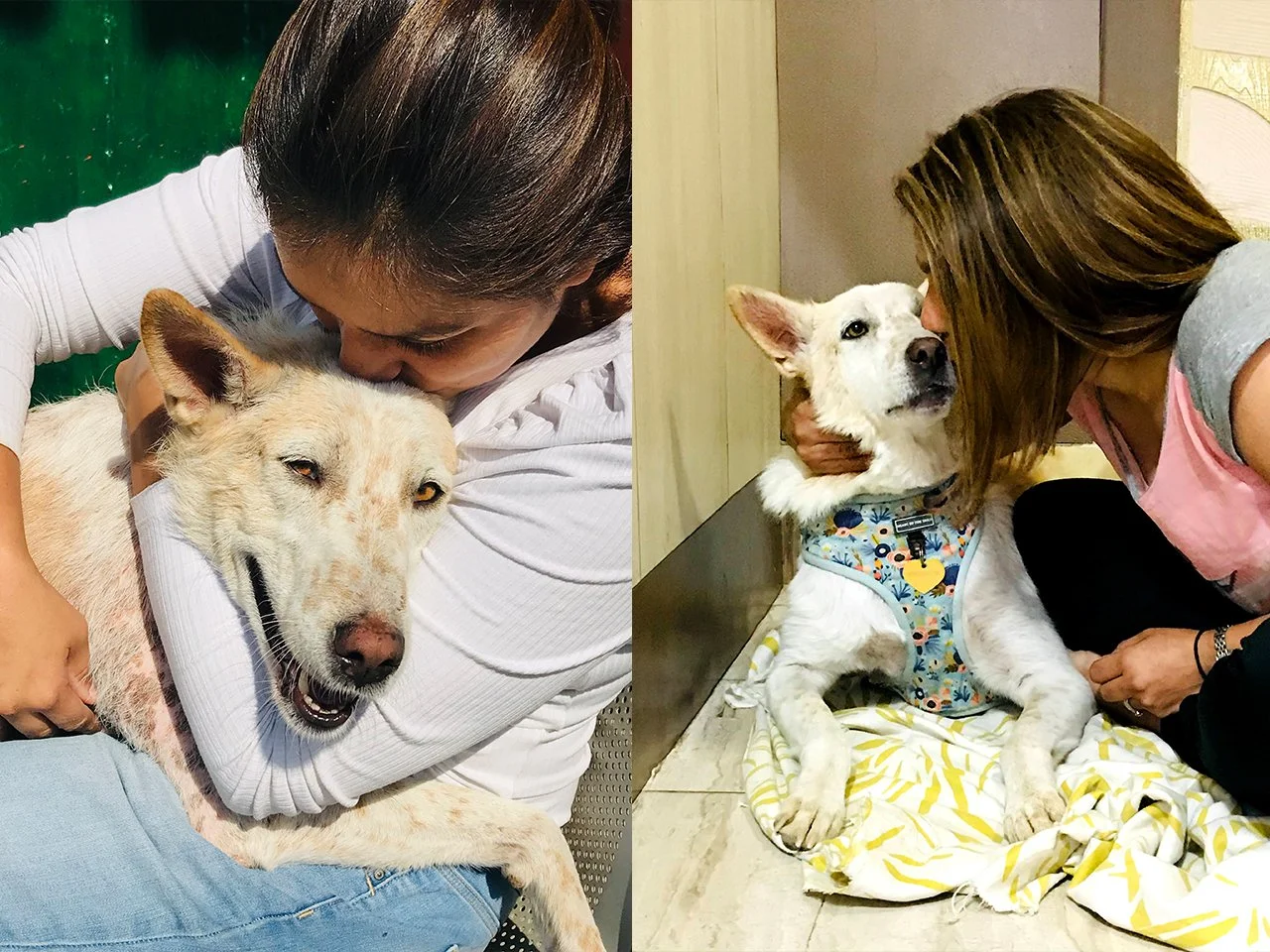 Two women are hugging two different dogs, one on each side of the image. The woman on the left is hugging a light-colored dog with closed eyes, and the woman on the right is kissing a white dog wearing a colorful harness.
