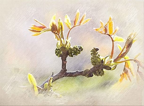 A watercolor painting of a small tree branch with emerging leaves and buds.