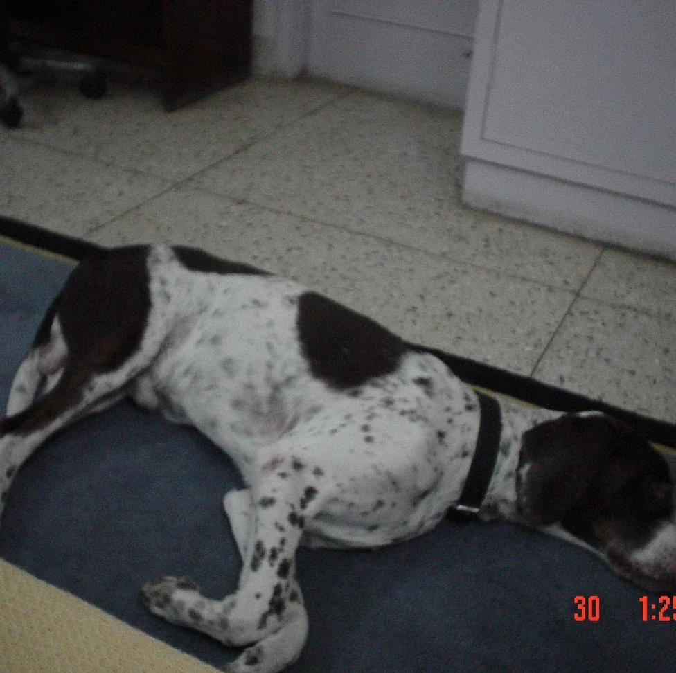 83c4e8_2a8e72610b9d44f7b0cbc615567e9f1a~mv2.webp