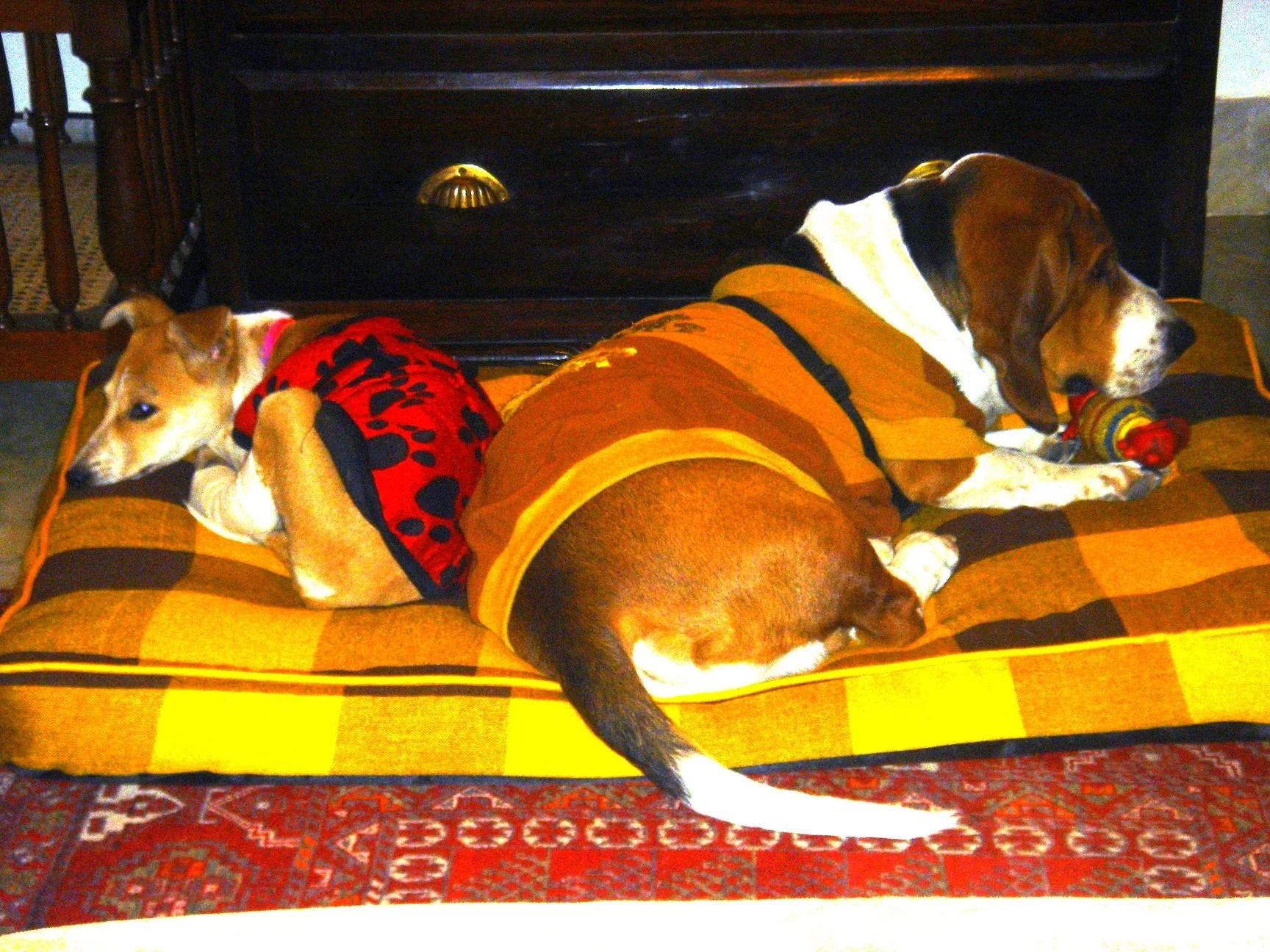 How Dopey Adopted Chhoti