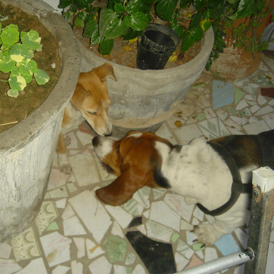 83c4e8_077e3b7eaef4484db7550a7c6fe068ae~mv2.webp
