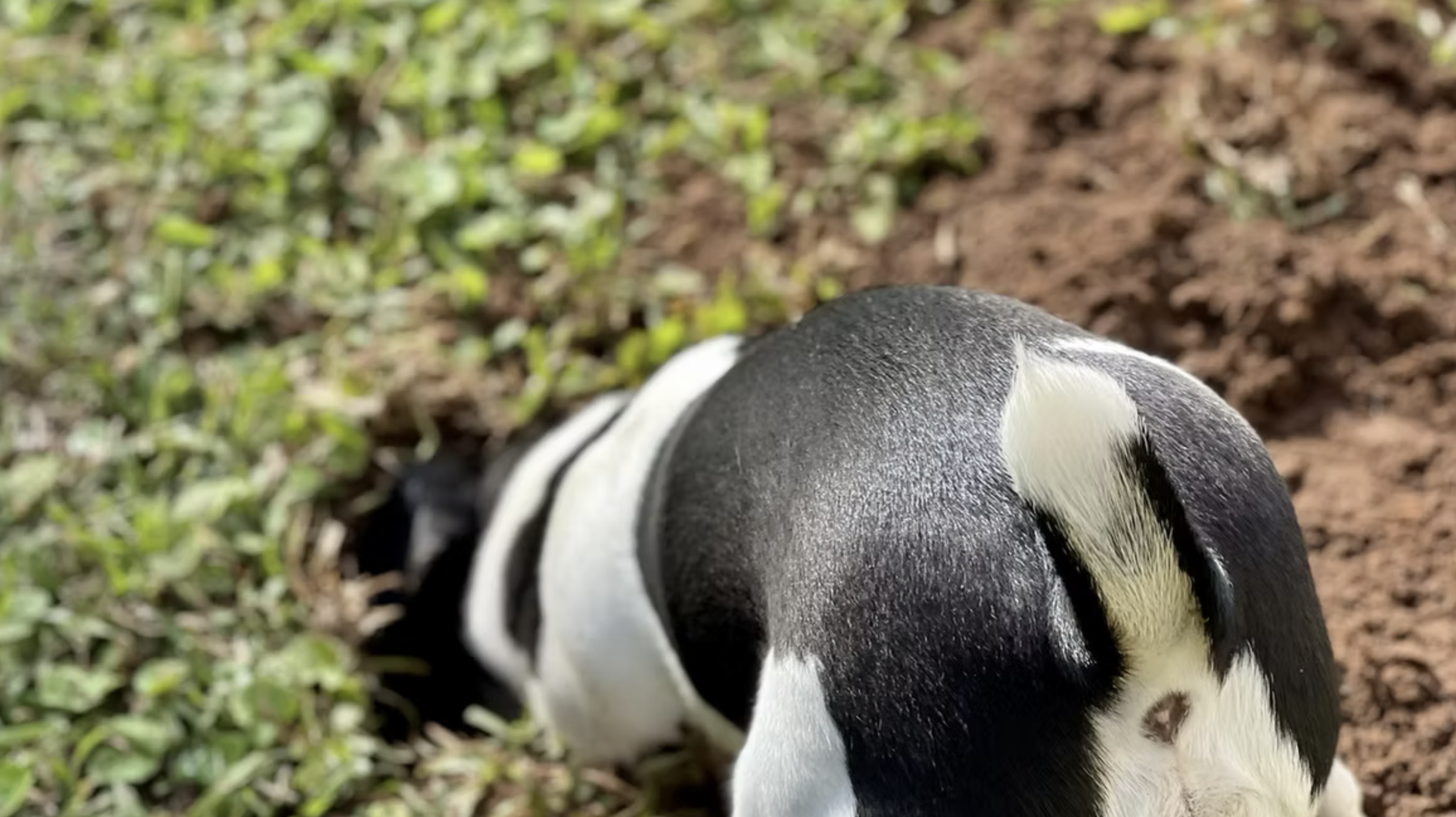 How Do We Help our Animals Who Experience Behavioral Issues?