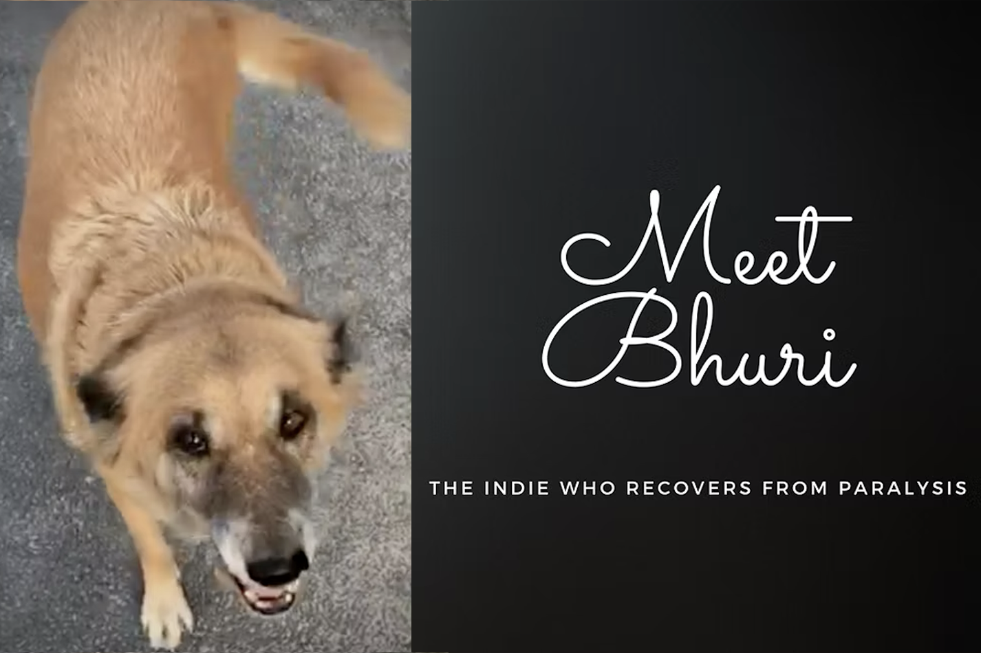 Meet Bhuri, a Sweet, Sweet Streetie