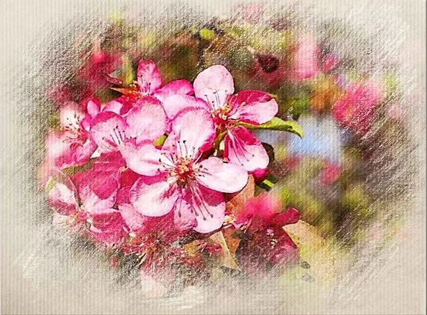 Close-up of pink cherry blossoms on a tree branch with a soft-focus background.