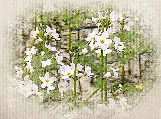 White flowers with green stems and leaves blooming in a garden setting.