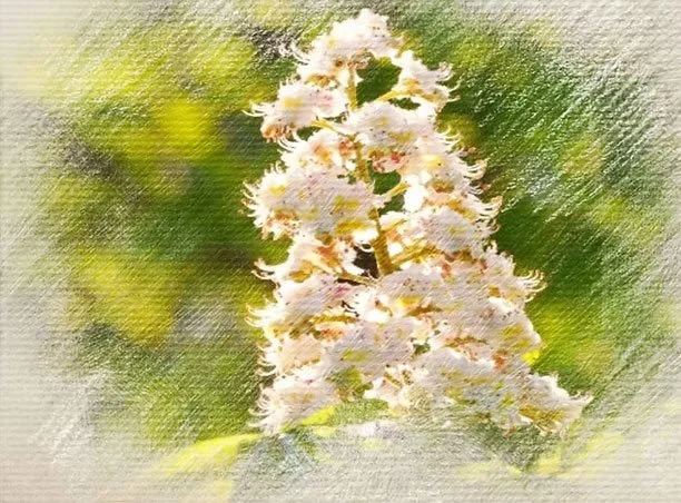 Watercolor painting of a white flowering tree against a green background.