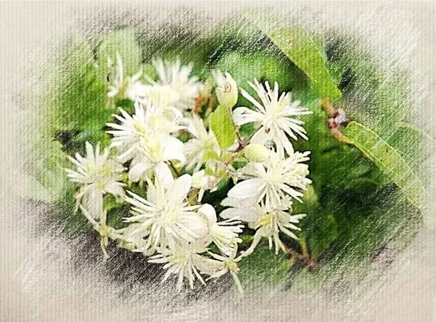 White flowers with pointed petals and green leaves background.