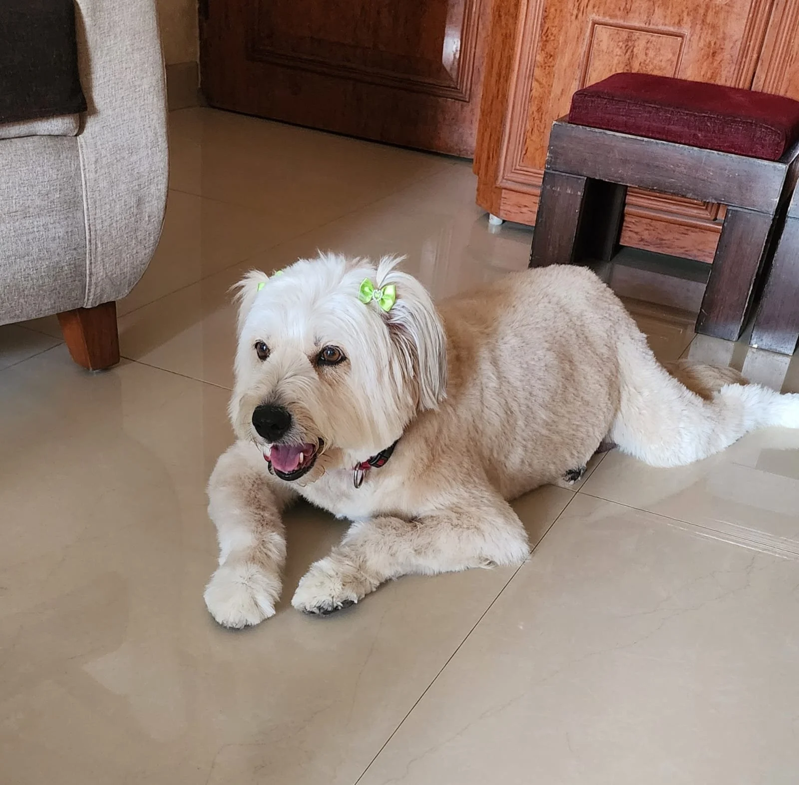 A fluffy light-colored dog with green bows in its hair, lying on a tiled floor indoors near furniture and a wooden door.