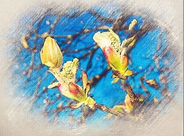Close-up of two budding flowers on a thin tree branch against a blue background.