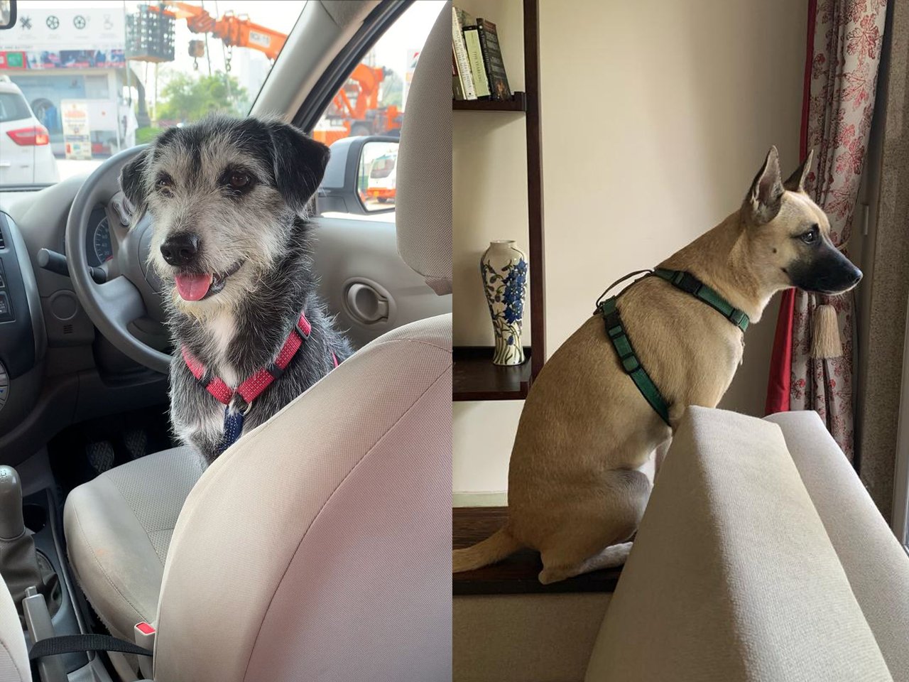 Split-screen photo of two dogs; the left shows a scruffy small dog with black, gray, and white fur and a pink collar sitting in the front passenger seat of a car, looking toward the camera with a slightly open mouth. The right shows a tan dog with a black face mask, sitting on a windowsill inside a home, looking to the right, with New England-style curtains and a decorative vase on a shelf in the background.