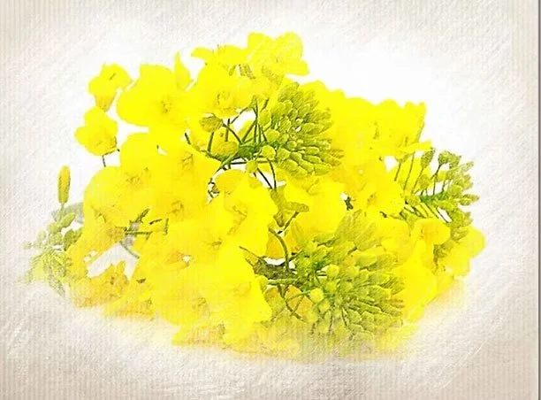 A cluster of bright yellow flowers with green buds and leaves