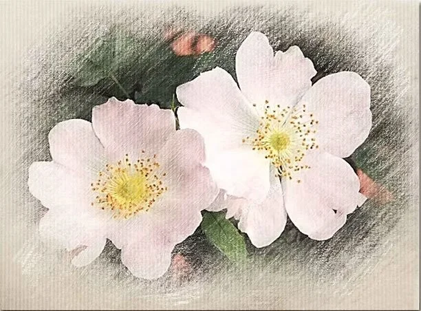 Two pink and white wild rose flowers with yellow centers and green leaves.