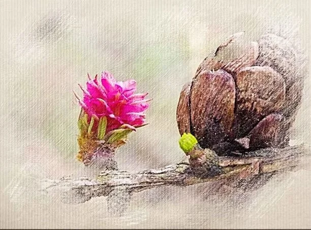 Watercolor painting of a pink flower and a pine cone on a branch.
