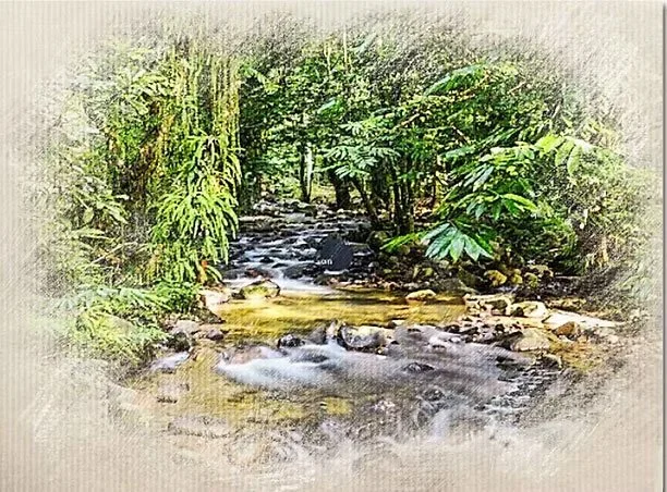 A peaceful forest stream flowing over rocks surrounded by lush green foliage.