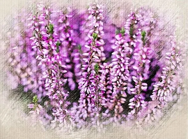 Close-up of pink and purple lavender flowers in a garden.