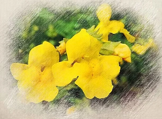 Yellow flowers with green foliage in the background.