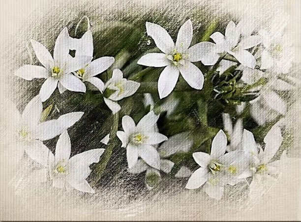 A cluster of white star-shaped flowers with yellow centers against a soft, blurred green and white background.